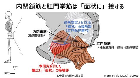 巨肌鎖奴的肛門訓練